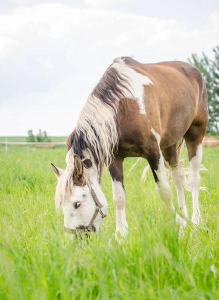牧草地で草を食べるピント馬 — ストック写真