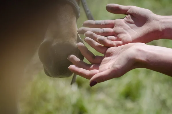 nose of foal horse and gentle human hands in summer landscape