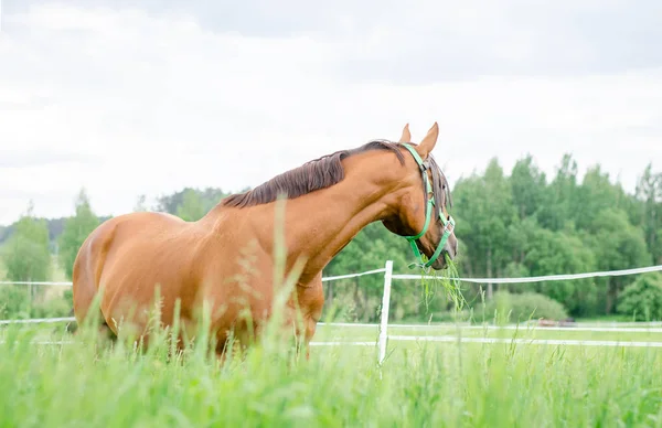 Caballo Rojo Pradera Verde Verano —  Fotos de Stock