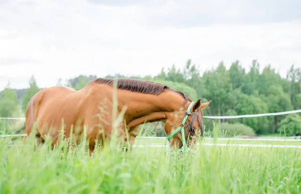Czerwony Koń Jedzenia Trawy Zielonej Łące Latem — Zdjęcie stockowe