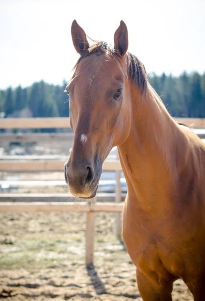 Portret Czerwonego Budionny Klacz Koń — Zdjęcie stockowe