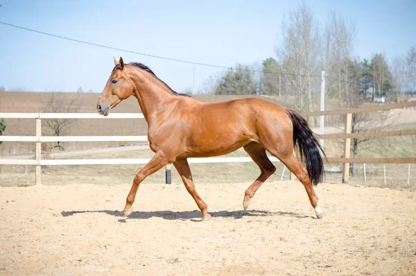 Retrato Budyonny Caballo Trotando Paddock — Foto de Stock