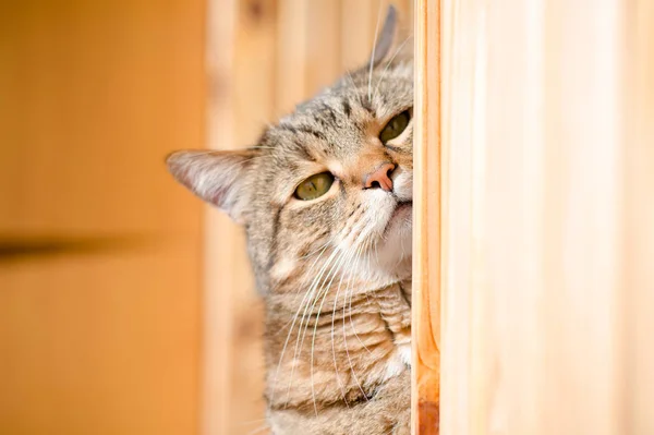 严重棕色大理石塔比雄性猫的肖像 — 图库照片