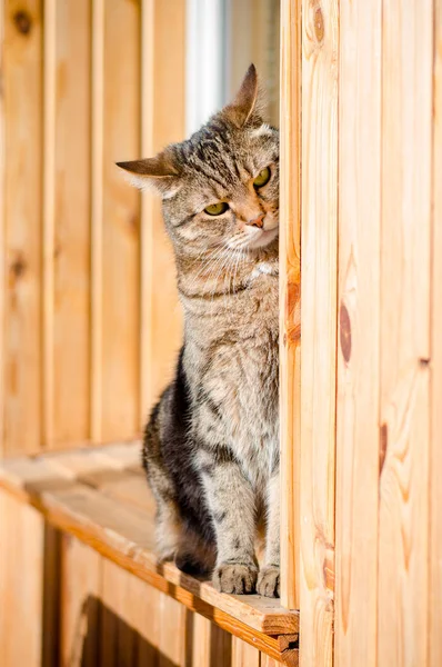 愤怒的棕色大理石塔比雄性猫坐在木窗窗台上 — 图库照片