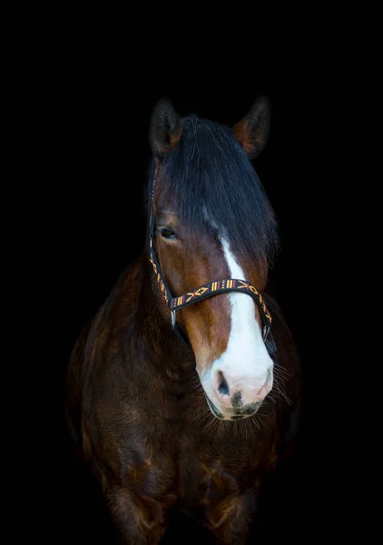 Hermoso Caballo Yegua Viejo Aislado Sobre Fondo Negro — Foto de Stock