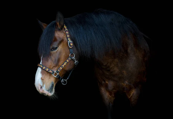Портрет Красивого Старого Коня Чорному Тлі — стокове фото