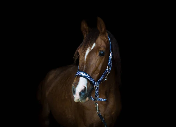 黒い背景にトラケナー種馬の肖像画 — ストック写真