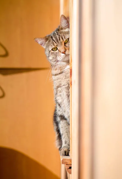 Retrato Marrón Mármol Tabby Macho Gato Logia —  Fotos de Stock