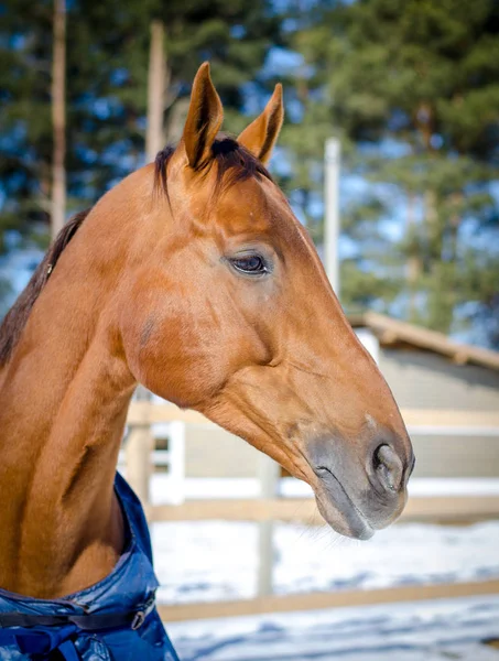 Kırmızı Don Mare Atı — Stok fotoğraf