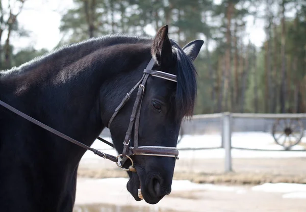 Czarny Klacz Konia Podczas Treningu — Zdjęcie stockowe