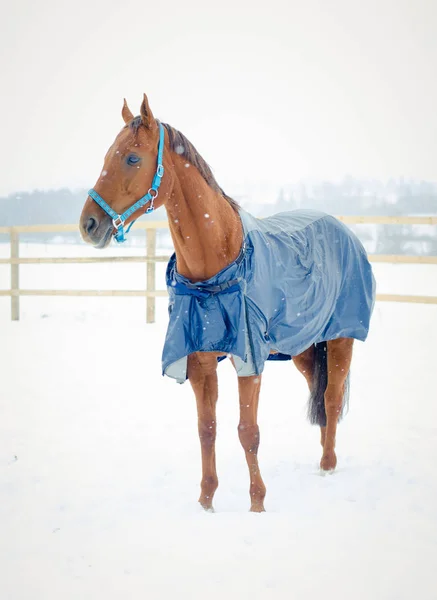 Vermelho Don Cavalo Azul Halter Horsecloth — Fotografia de Stock