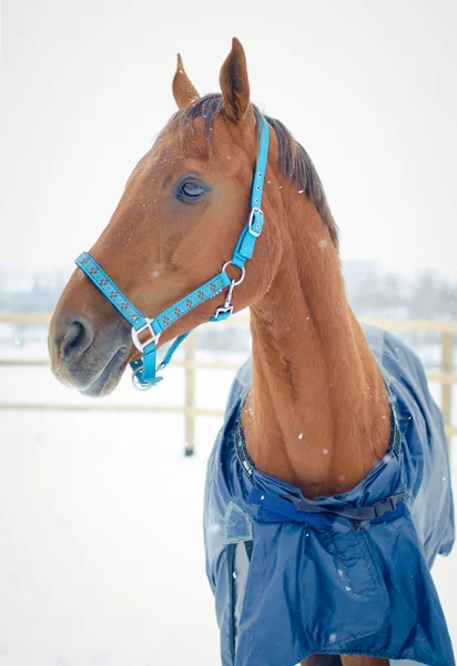 Retrato Budyonny Rojo Yegua Caballo Halter — Foto de Stock