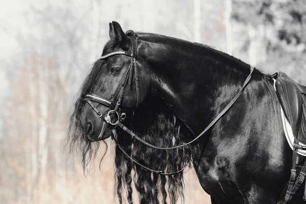 Portrait Beau Cheval Étalon Frison Longue Crinière — Photo