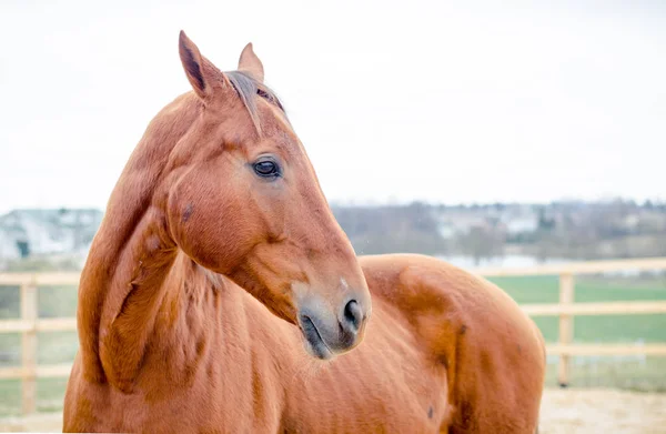 パドックのブドウの馬 — ストック写真