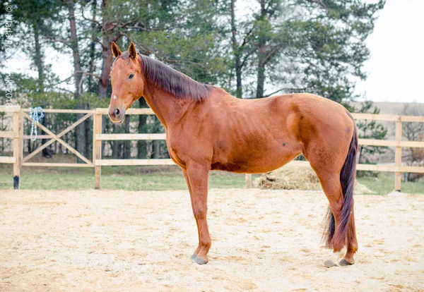 Ritratto Cavallo Paddock Primavera — Foto Stock