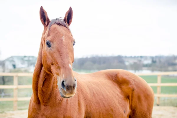 Portret Budionny Koń — Zdjęcie stockowe