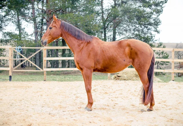 Cavallo Rosso Piedi Nel Paddock — Foto Stock