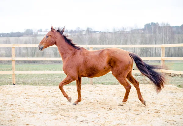 Portrait Red Budyonny Mare Horse — Stock Photo, Image