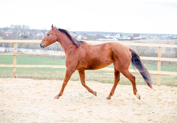 パドックで歩くブディヨンの馬 — ストック写真