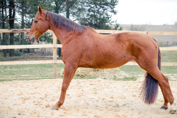 Retrato Budyonny Trucos Caballo — Foto de Stock