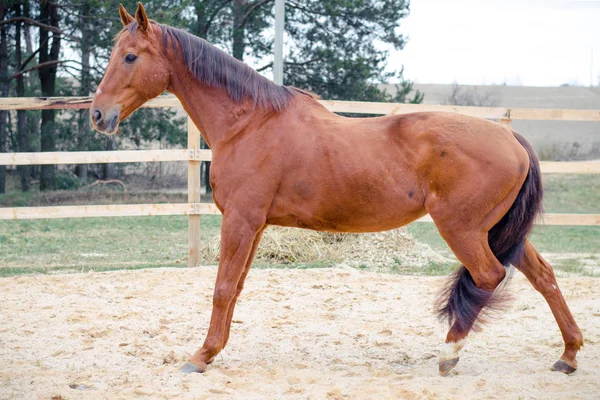 Trucchi Cavallo Budyonny Primavera — Foto Stock