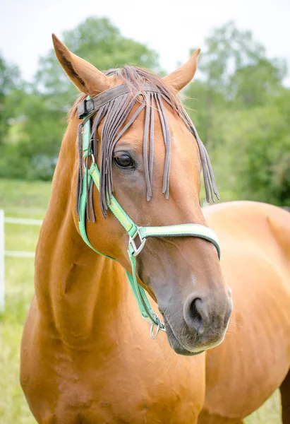 Portret Czerwonego Konia Zielonym Polu Lecie — Zdjęcie stockowe