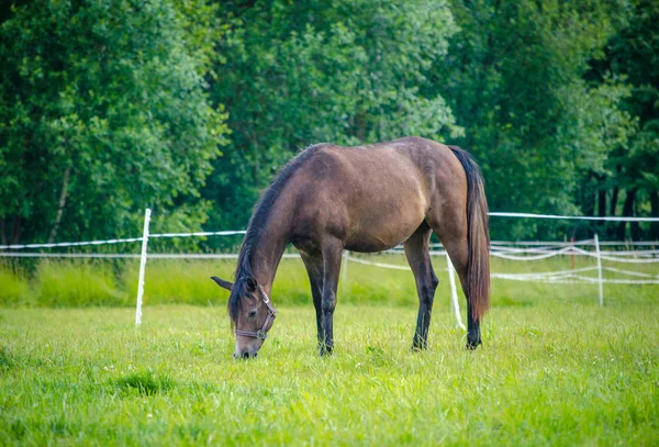 Yegua Caballo Comer Hierba Campo Paisaje Verano — Foto de Stock