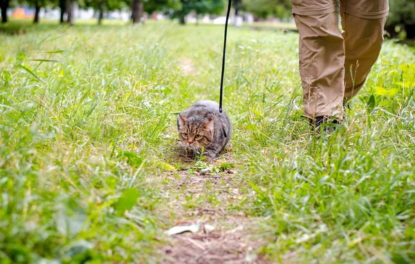 Кошка Прогулка Мужчиной Улице Зеленом Парке Летний Пейзаж — стоковое фото