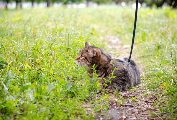 猫坐在城市公园的地面在夏季景观 — 图库照片
