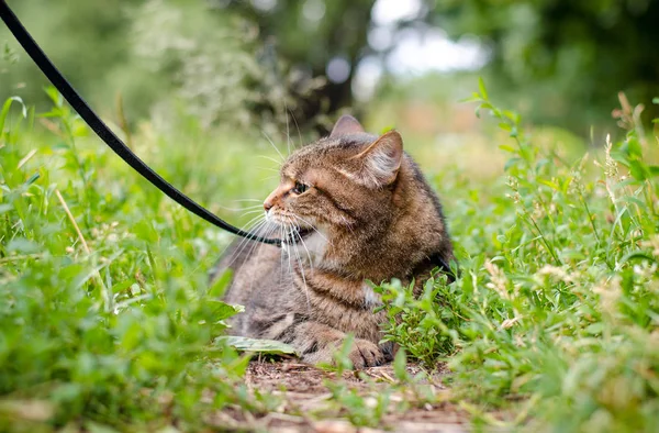 Yaz Manzara Şehir Parkında Sinir Kahverengi Mermer Tabby Kedi — Stok fotoğraf