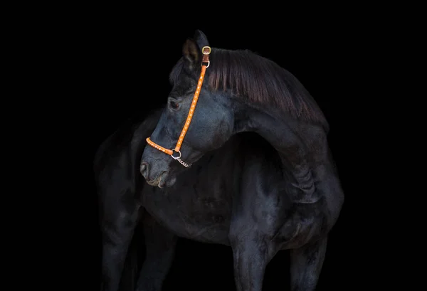 Ritratto Vecchio Cavallo Cavalla Dressage Sfondo Nero — Foto Stock