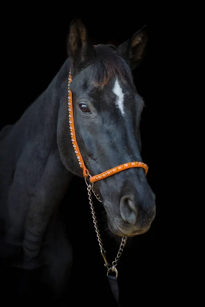 Gammal Dressyrhäst Med Vit Fläck Pannan Svart Bakgrund — Stockfoto