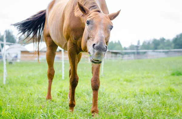 Рыжая Лошадь Поедающая Траву Зеленом Лугу — стоковое фото