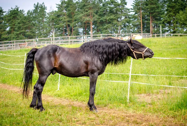Belorusz Draft Stallion Területen — Stock Fotó