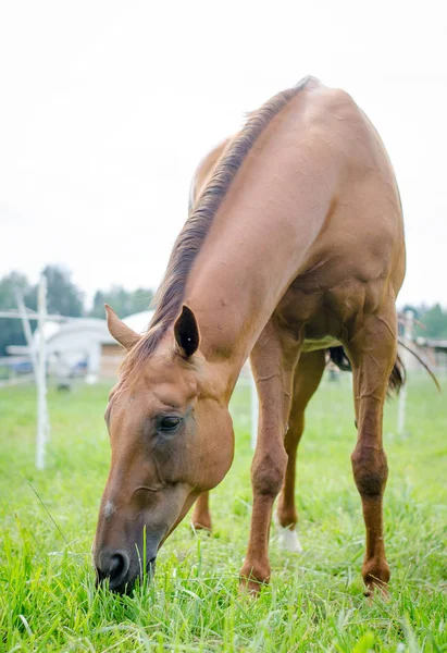 Czerwony Koń Zjada Trawę Lecie — Zdjęcie stockowe