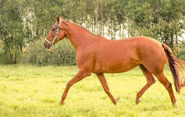 马在绿色草地上奔跑 — 图库照片