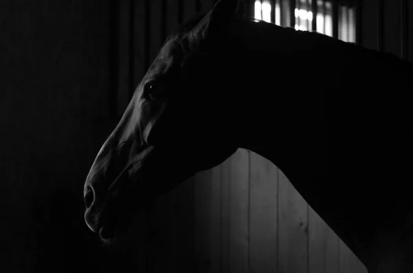 Portrait Don Horse Stable Black White — Stock Photo, Image