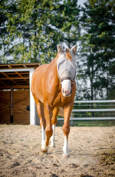 Retrato Caballo Yegua Trakehner Rojo Divertido Halter Máscara Paddock Cerca —  Fotos de Stock