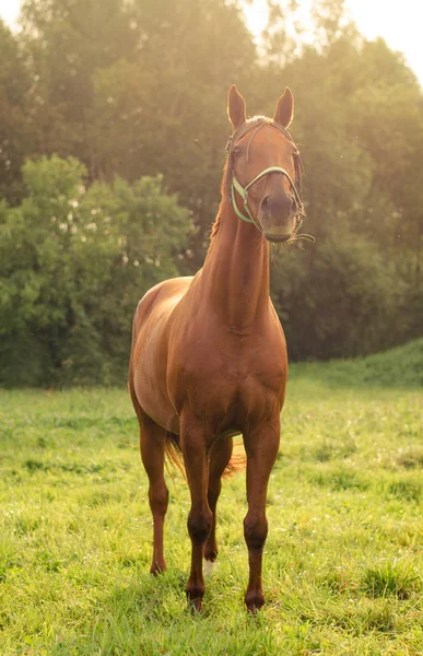 緑のフィールドで美しい赤いドンマーレ馬の肖像画 — ストック写真