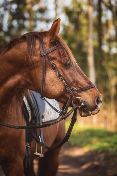 Étalon Trakehner Dans Forêt — Photo