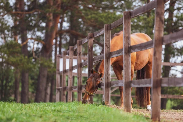 春にフェンスから身を乗り出し パドックの近くで草を食べる馬の肖像画 — ストック写真