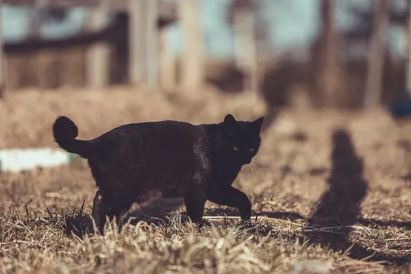 Černá Kočka Plíží Zemi Jaře — Stock fotografie