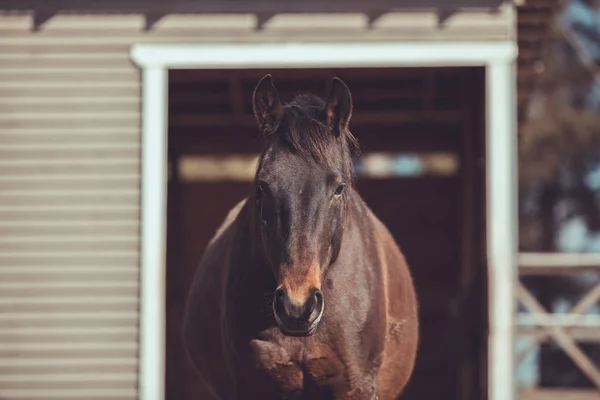 春の風景のパドックに立っている非常に脂肪馬の肖像画 — ストック写真