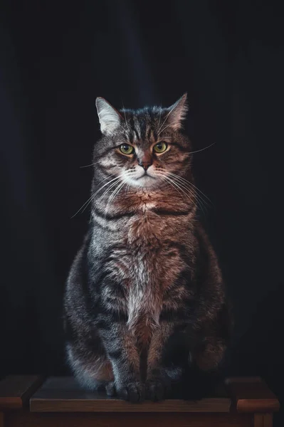 Portrait Stunning Serious Male Cat Sitting Chair Dark Background — Stock Photo, Image