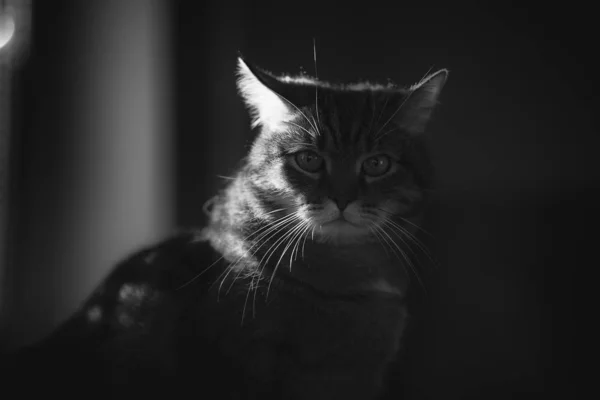 日光の中で怒っている大理石のタビー男性猫の肖像画 黒と白 — ストック写真