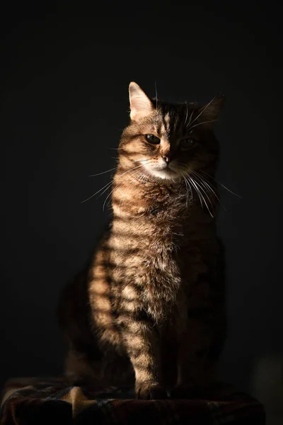 Porträtt Vackra Unga Bruna Marmorerade Manliga Katt Med Gula Ögon — Stockfoto