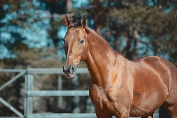Padok Güzel Kırmızı Mare Atı — Stok fotoğraf