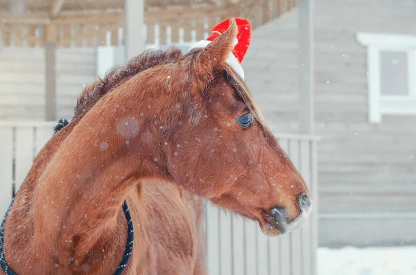 冬のクリスマスキャップを持つ赤いトラケナー種馬の肖像画 — ストック写真