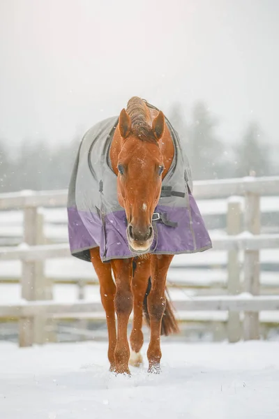 beautiful red horse walking in paddock in winter