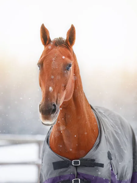 Porträtt Röd Häst Horsecloth — Stockfoto